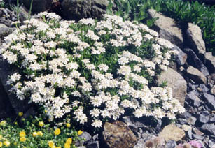 Iberis sempervirens 'Pygmaea'